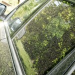 Pollen and your car